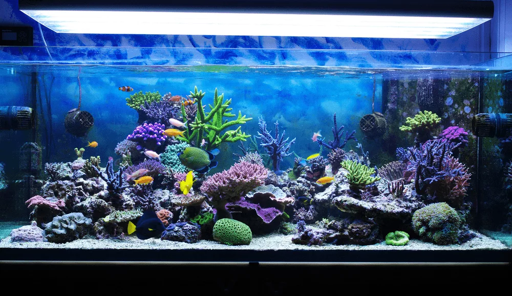 Tous Les Mat Riel N Cessaire Pour D Marrer Un Aquarium Recifal Aquablog