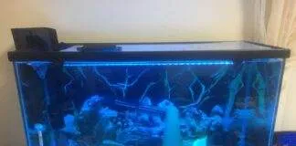 Dosage et traitement de bleu de méthylène pour les aquariums