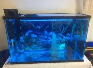 Dosage et traitement de bleu de méthylène pour les aquariums