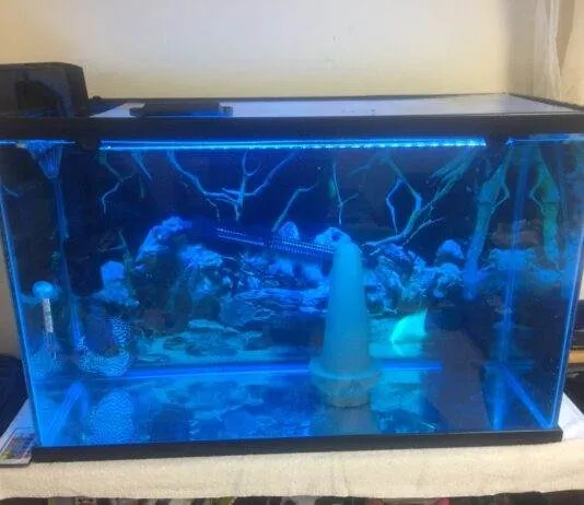 Dosage et traitement de bleu de méthylène pour les aquariums