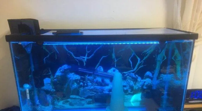 Dosage et traitement de bleu de méthylène pour les aquariums