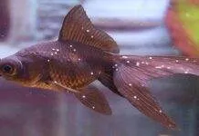 points blancs poisson rouge