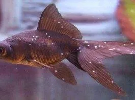 points blancs poisson rouge