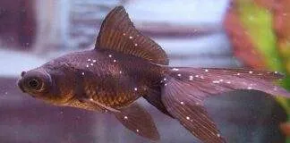 points blancs poisson rouge