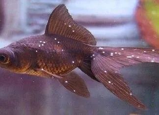 points blancs poisson rouge