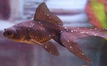 Traitement de la maladie des points blancs pour les poissons points blancs poisson rouge