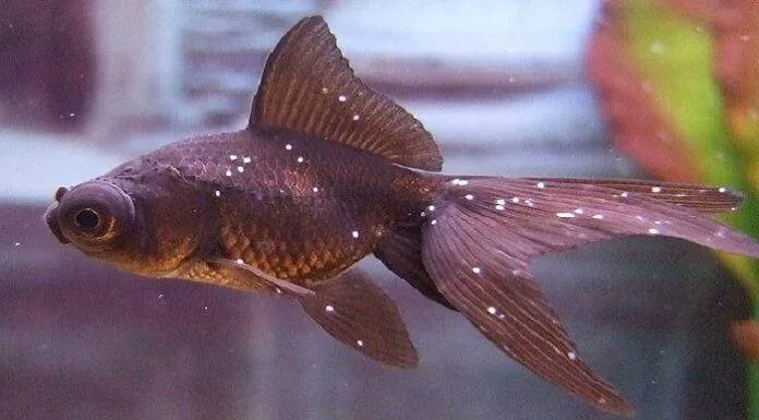 Traitement de la maladie des points blancs pour les poissons points blancs poisson rouge