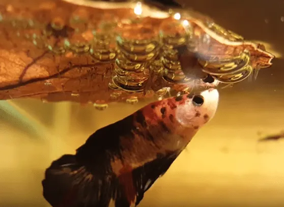 Les alevins du poisson combattant