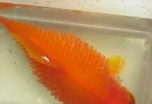 Les maladies principales des poissons tropicaux d’eau douce