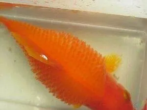 l'hydropisie