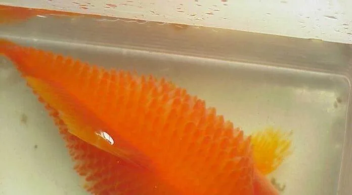 Les maladies principales des poissons tropicaux d’eau douce