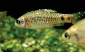 L'ichtyophtirius