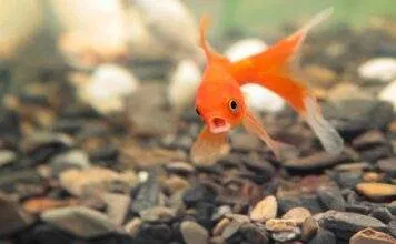 Pourquoi ne pas mettre de poissons rouges dans un bocal ? poisson rouge