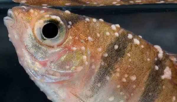 la maladie des points blancs
