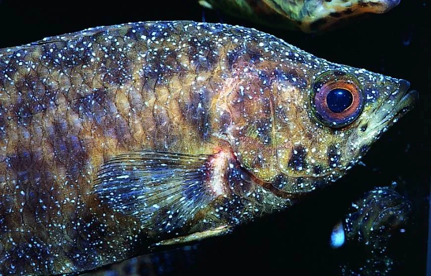 la maladie des points blancs