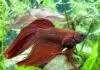 la reproduction du poisson combattant ( Betta splendens ) poisson combattant