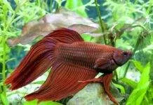 la reproduction du poisson combattant ( Betta splendens ) poisson combattant