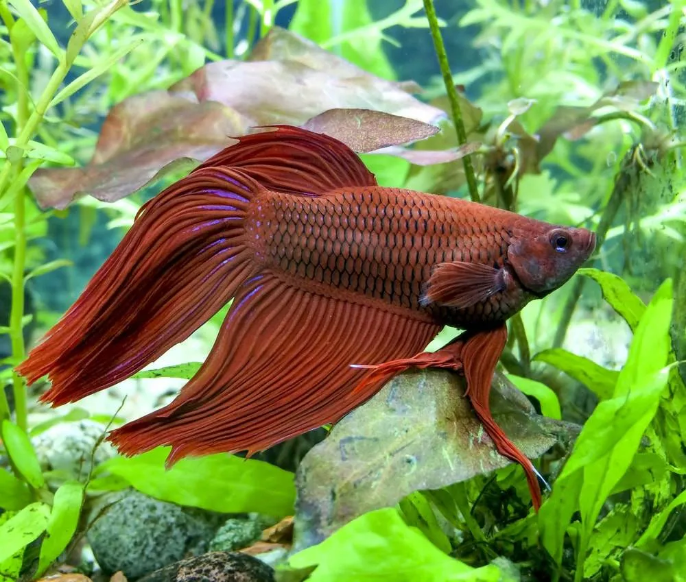 poisson combattant Betta splendens