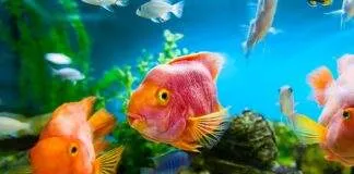 comment démarrer un aquarium pour débuter l’aquariophilie Comment débuter l'aquariophilie?