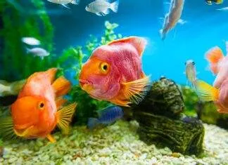 Comment débuter l'aquariophilie?