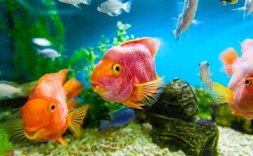 comment démarrer un aquarium pour débuter l’aquariophilie Comment débuter l'aquariophilie?
