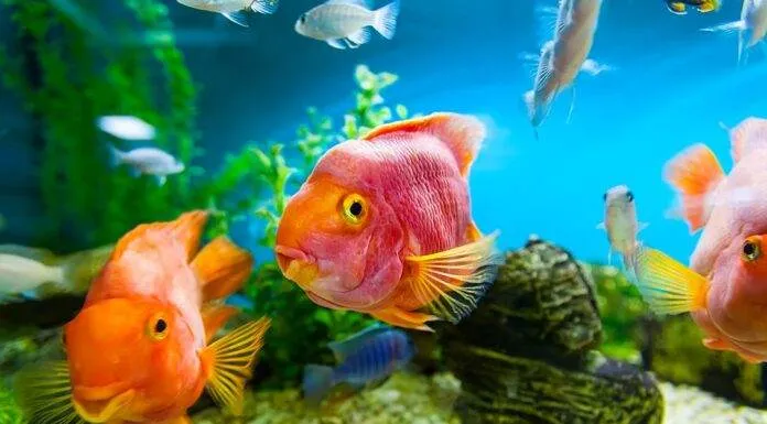 comment démarrer un aquarium pour débuter l’aquariophilie Comment débuter l'aquariophilie?
