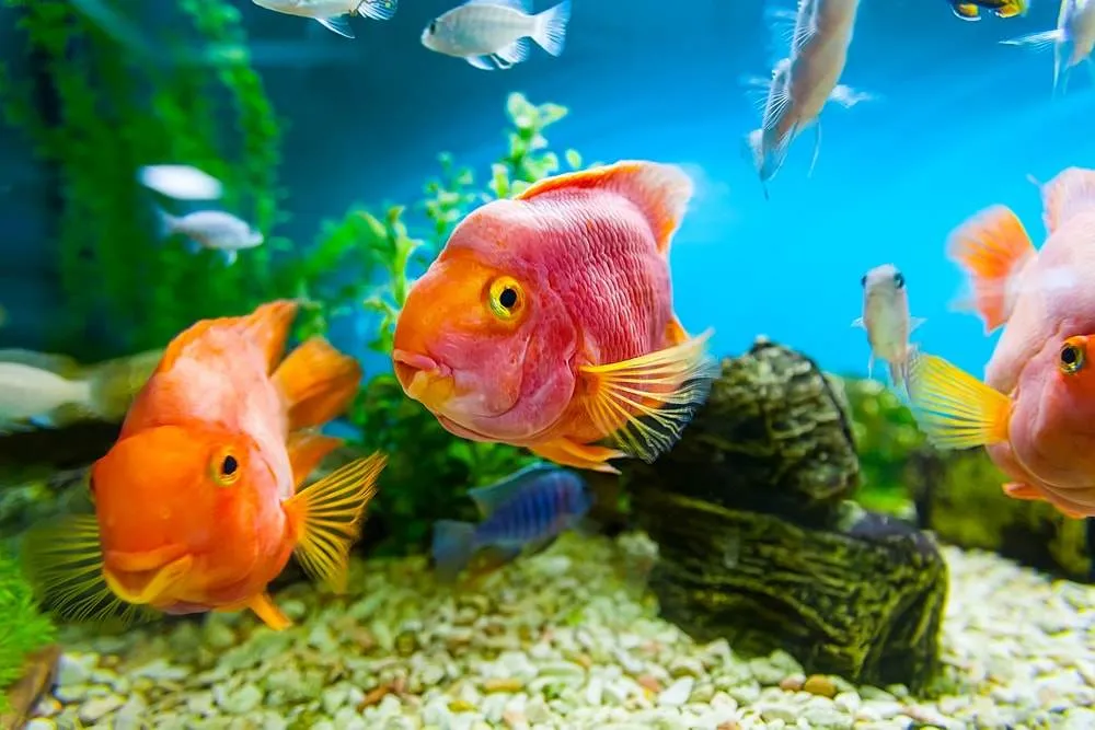 Comment débuter l'aquariophilie?