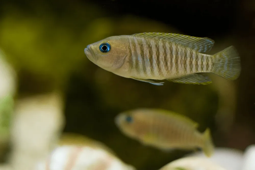 Neolamprologus multifasciatus