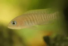 Neolamprologus multifasciatus le plus petit cichlidé au monde Neolamprologus multifasciatus