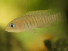 Neolamprologus multifasciatus