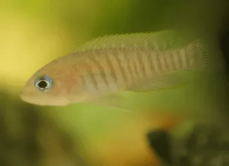 Neolamprologus multifasciatus
