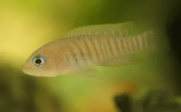 Neolamprologus multifasciatus le plus petit cichlidé au monde Neolamprologus multifasciatus