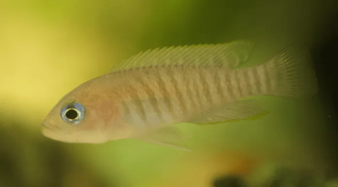 Neolamprologus multifasciatus