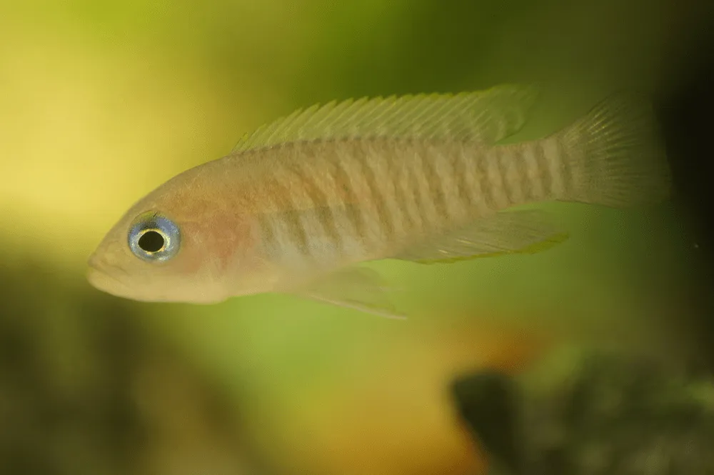 Neolamprologus multifasciatus