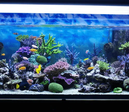 un aquarium recifal