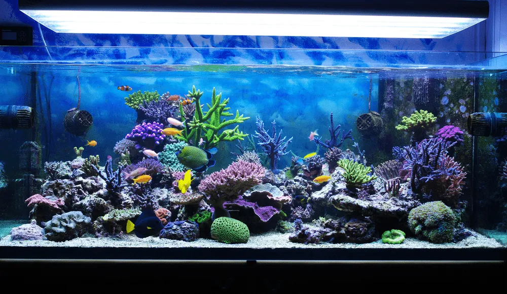 un aquarium recifal