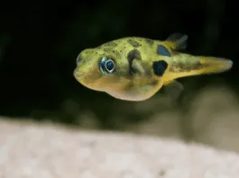 le poisson Carinotetraodon travancoricus ( Tétraodon nain )