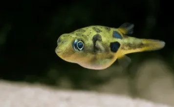 le poisson Carinotetraodon travancoricus ( Tétraodon nain )