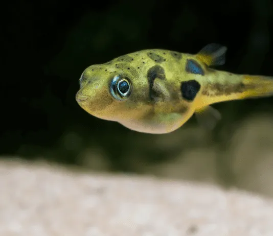 le poisson Carinotetraodon travancoricus ( Tétraodon nain )