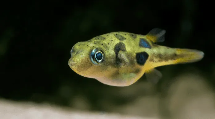 fiche du poisson Carinotetraodon travancoricus ( Tétraodon nain ) le poisson Carinotetraodon travancoricus ( Tétraodon nain )