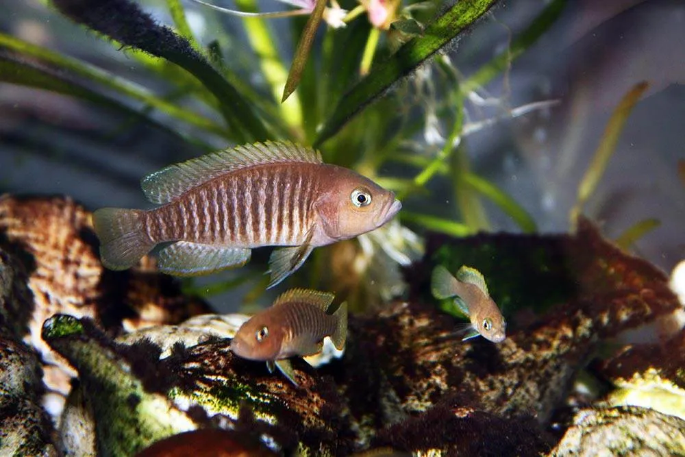 Neolamprologus multifasciatus