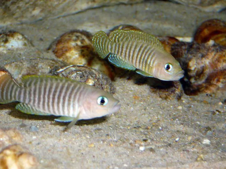 Neolamprologus multifasciatus