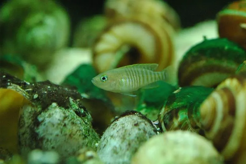 Neolamprologus multifasciatus