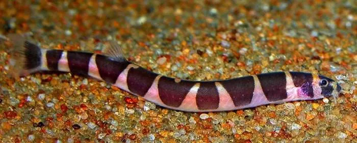 aborichthys elongatus femelle