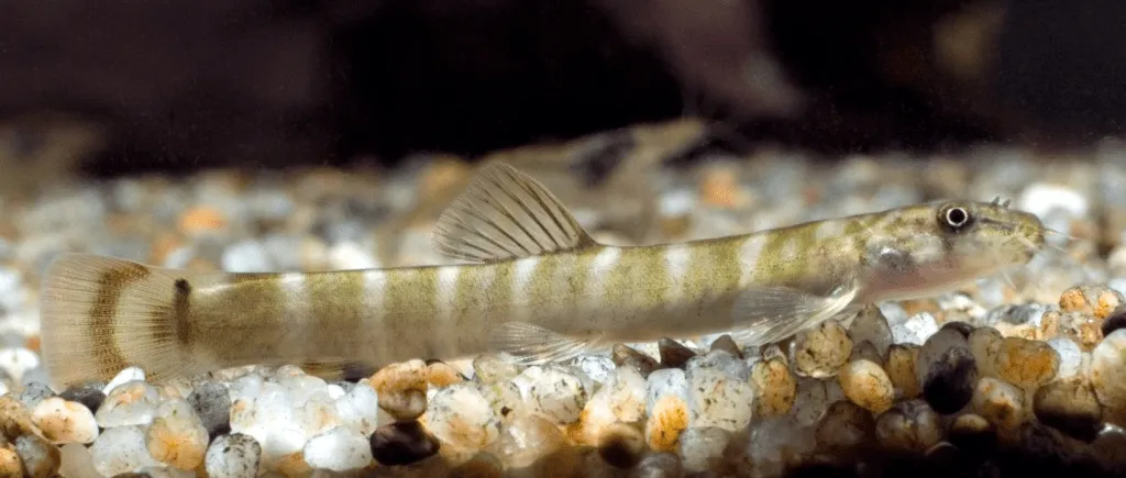 aborichthys elongatus male Aborichthys elongatus