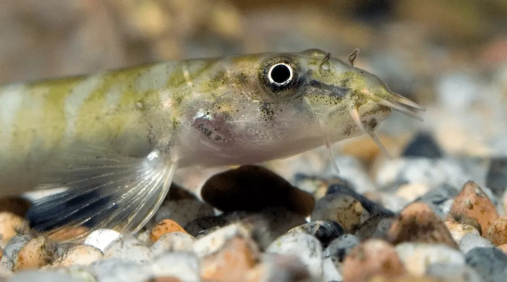 Aborichthys elongatus