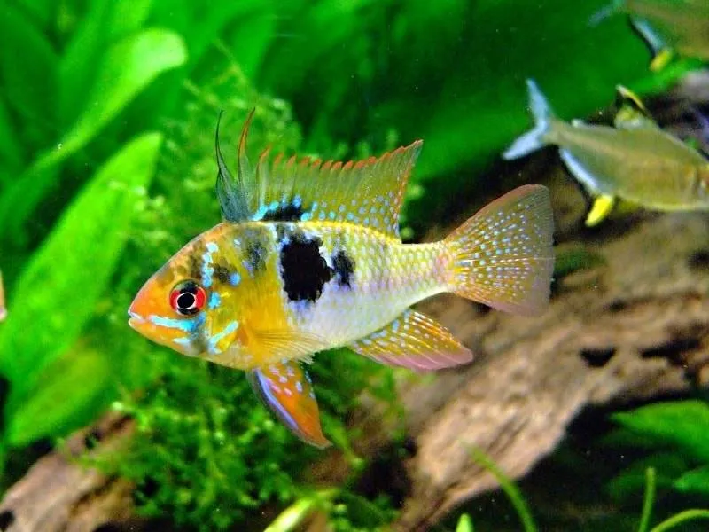 poisson Microgeophagus ramirezi