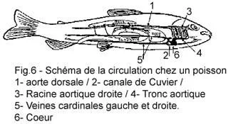 La circulation sanguine d'un poisson