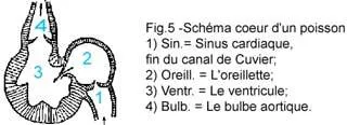 La circulation sanguine d'un poisson