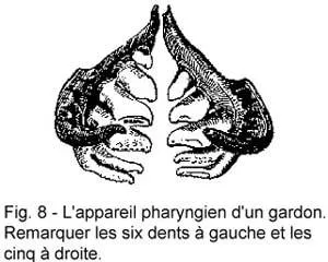 appareil triturateur